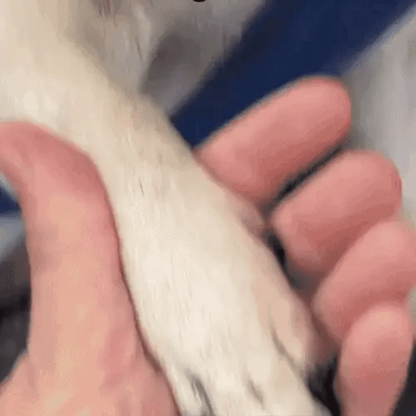 Klovård Pro™ – Ren Omsorg För Din Hund