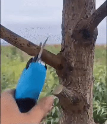 Nordfyn EasyCut™ – Elektrisk sekatör 20V för enkel beskärning